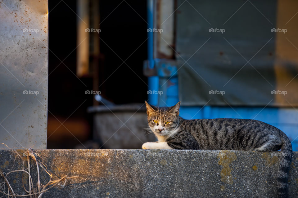 Portrait of a cat