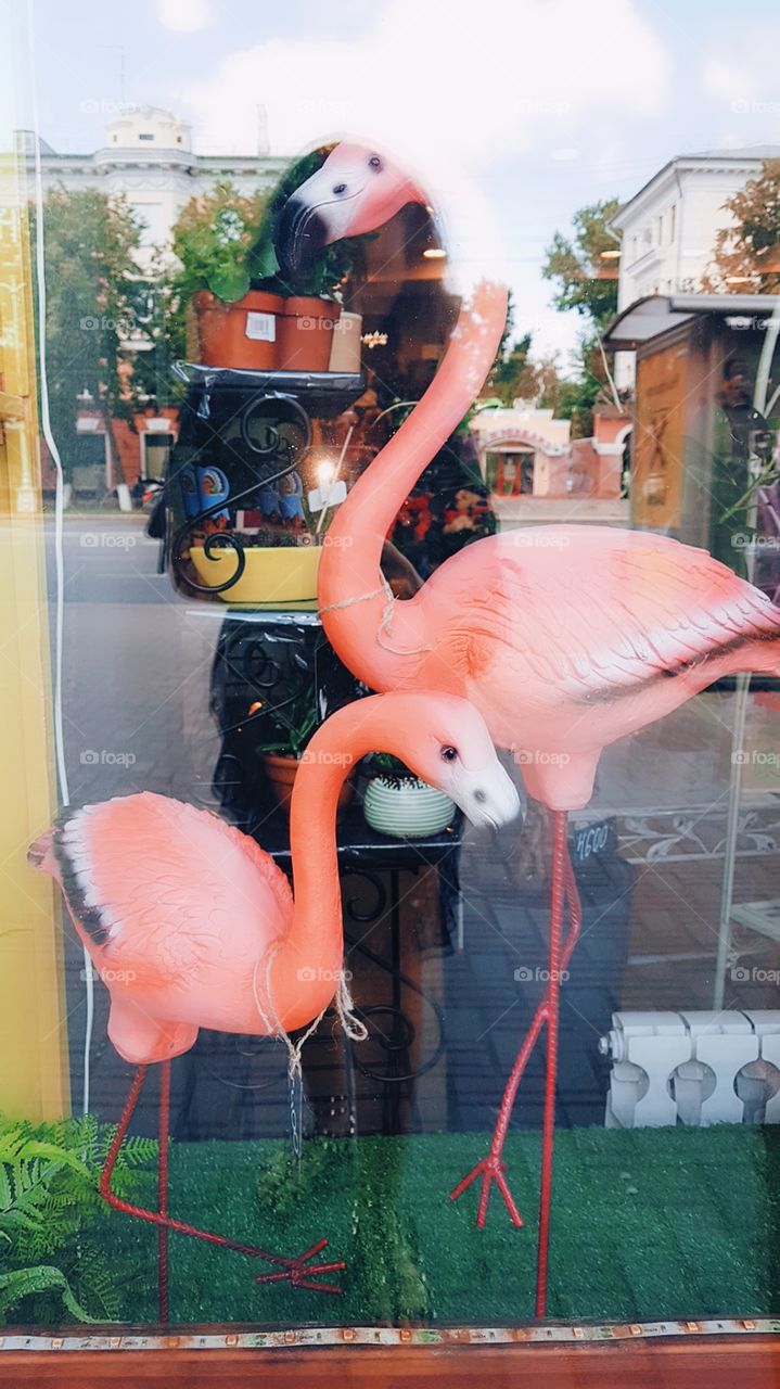 flamingo