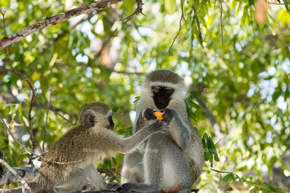 Vervet Monkeys steal orange