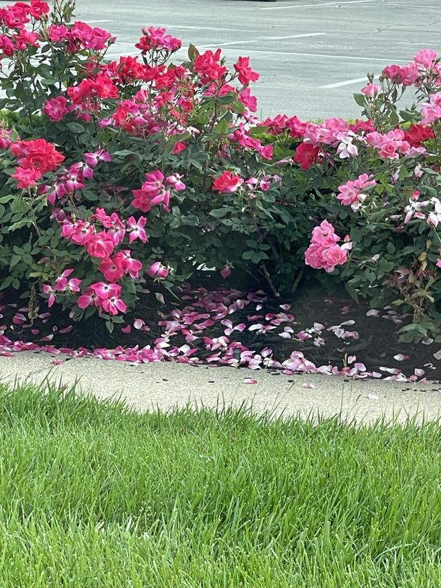 Breathtaking Beauty. Street Sidewalk Flower Bed