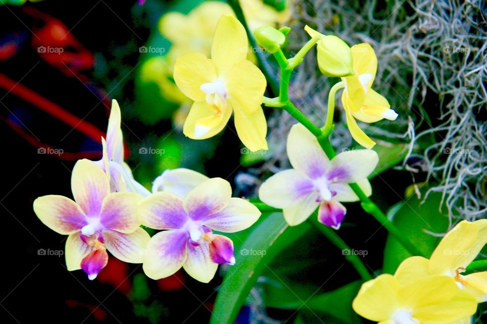 Orchids 