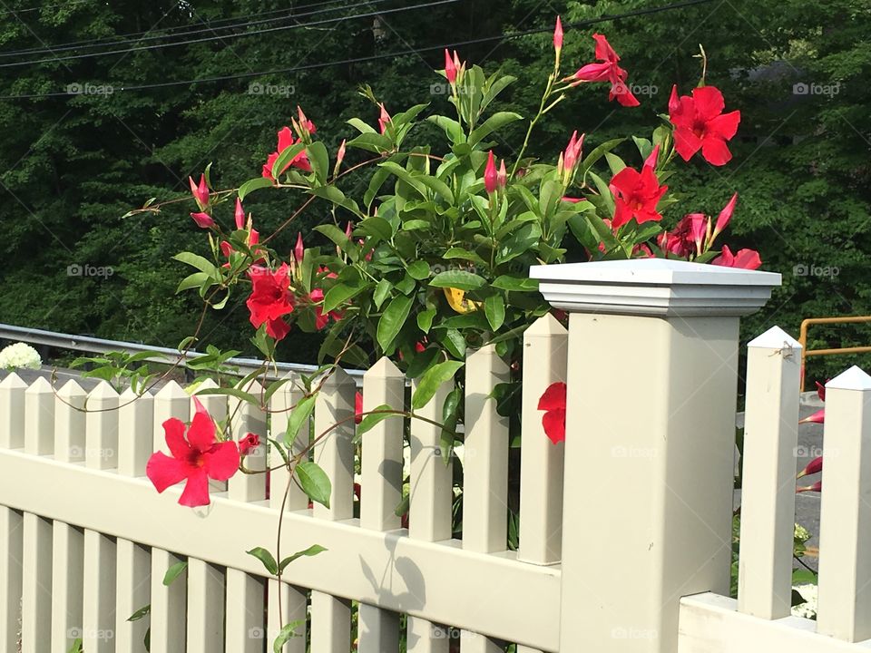 Fence with flowers 