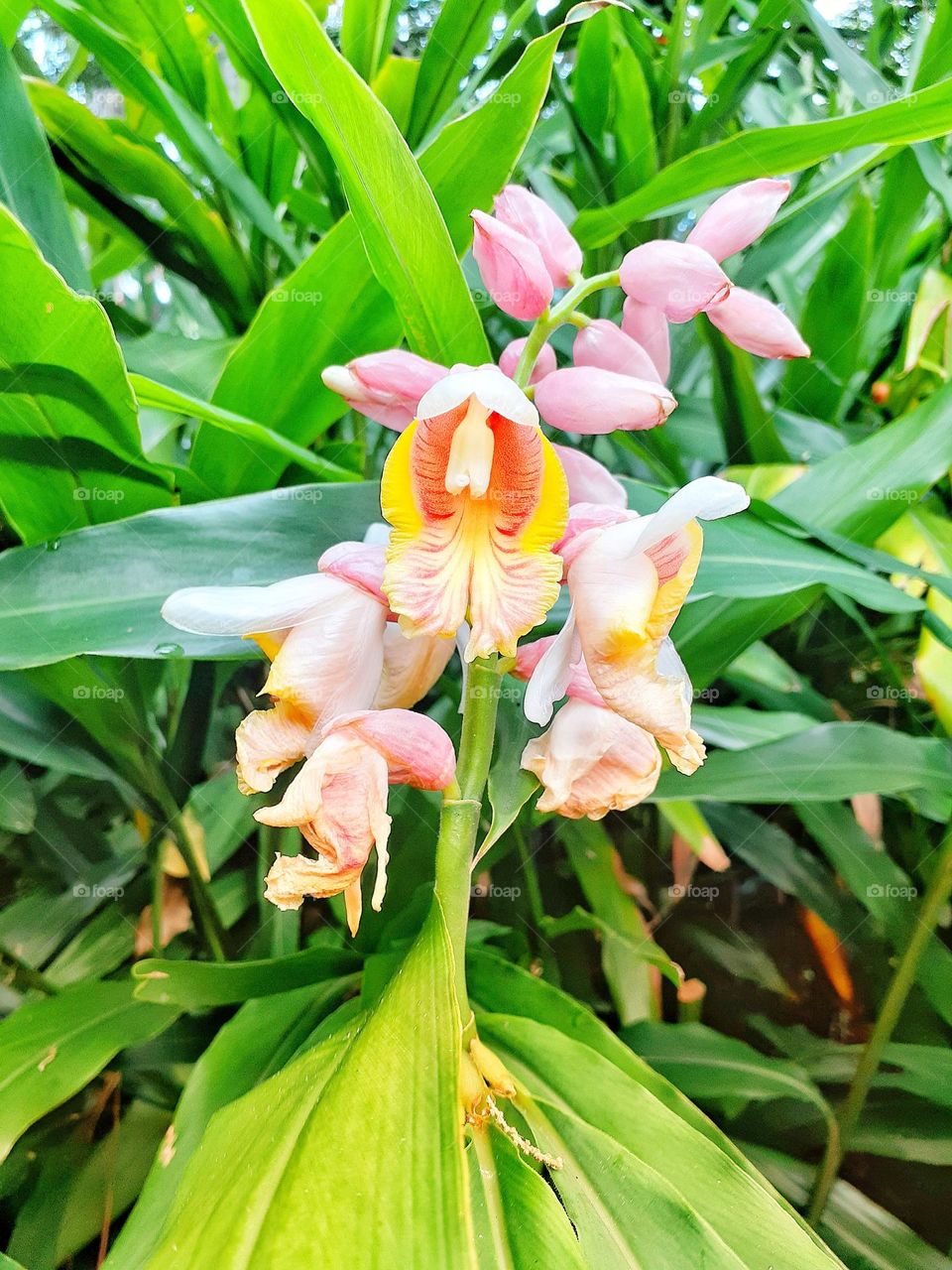 Beautiful Shell Ginger blooming on a plant at Mead Botanical Gardens in Winter Park, Florida.