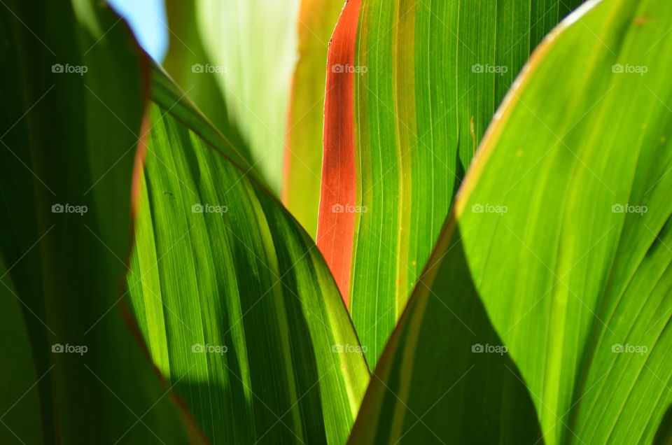 View of green leaves