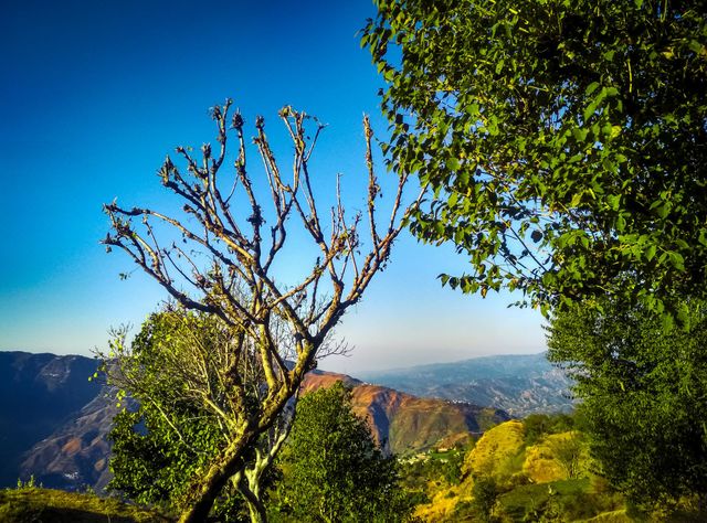 beautiful trees in nature