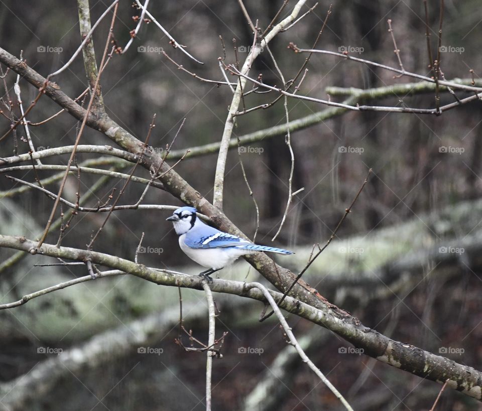 Blue jay sitting peaceful in the trees 