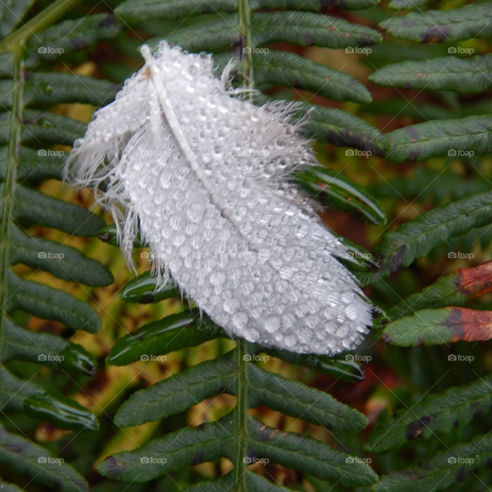 rain drops on feather on bracken