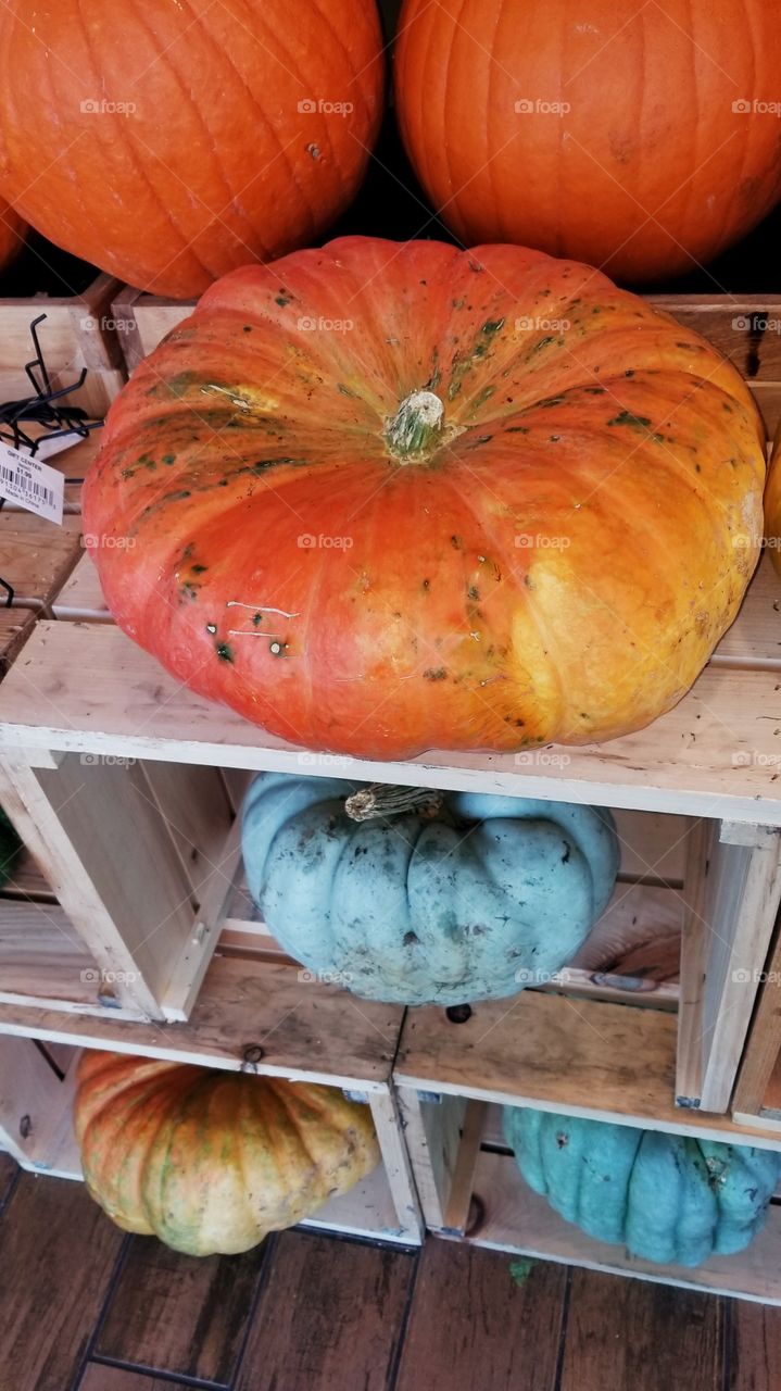 unusual pumpkins squash