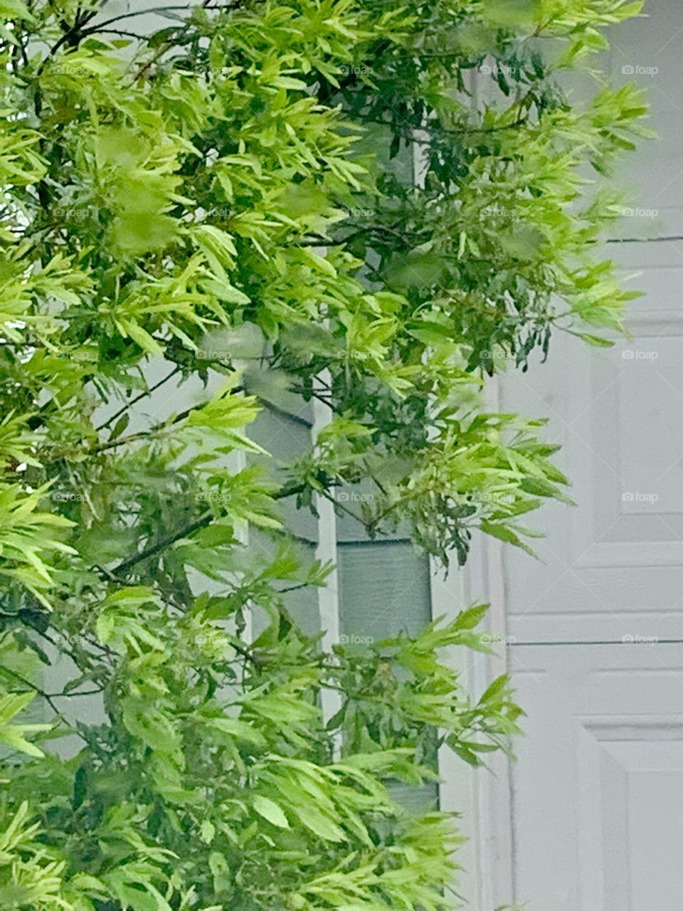 Green bush