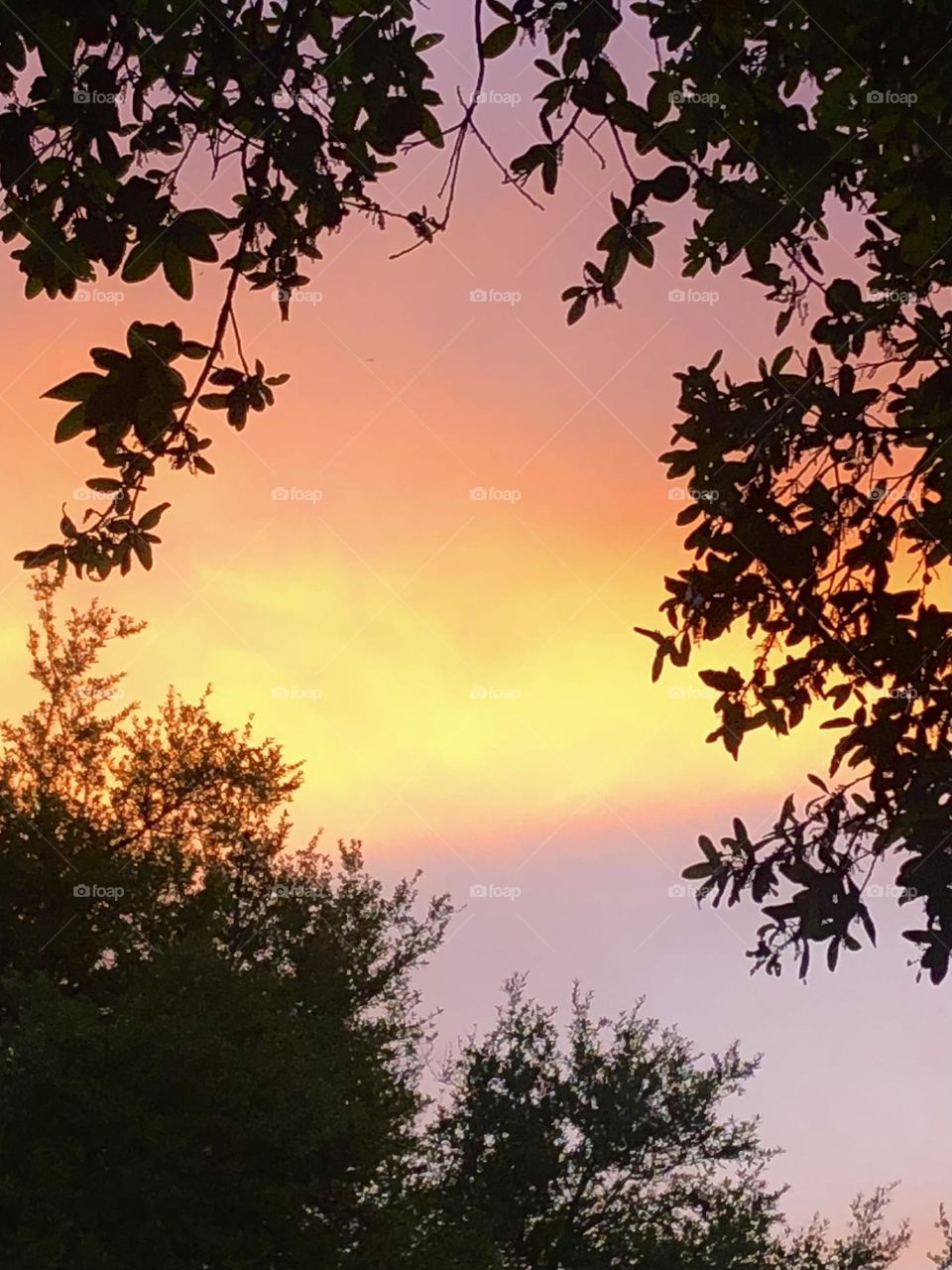 Stunning colors in the sunset tonight here on the ranch - the colors popped against the live oaks!