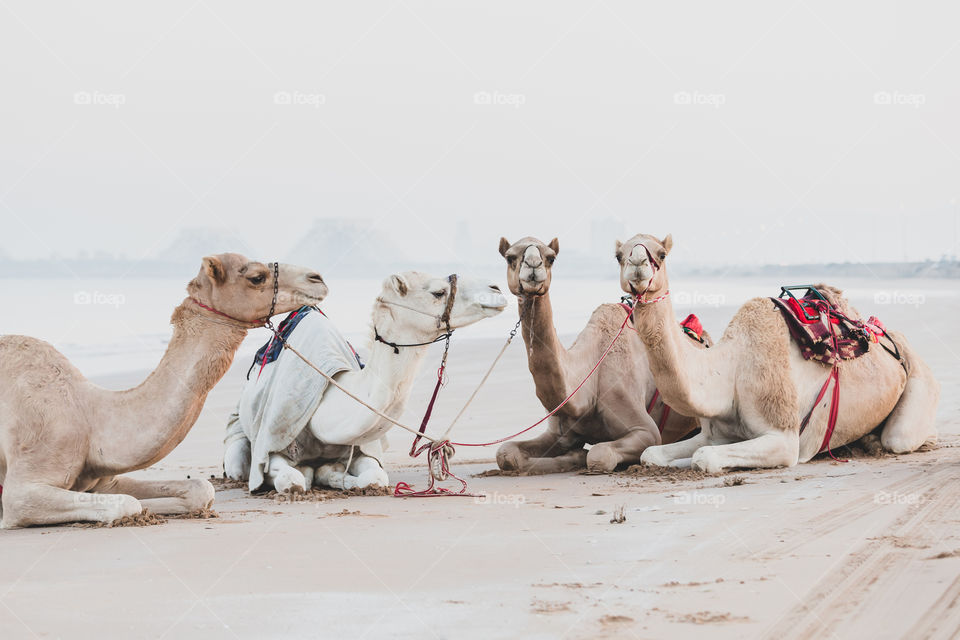 Four cute camels resting at the beach by the sea