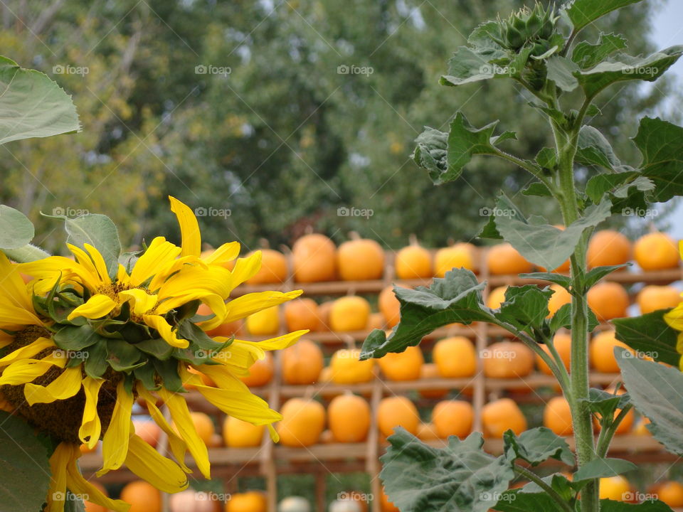 Flowers and pumpkins 