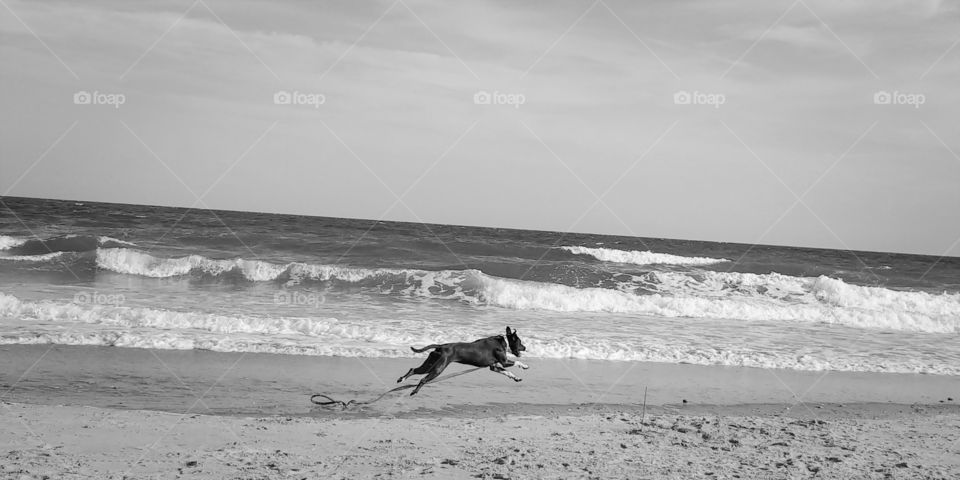 A dog runs and jumps joyfully on the beach.