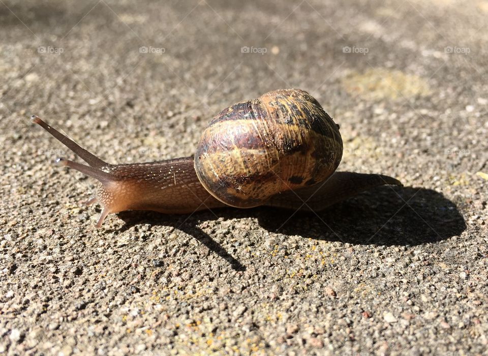 Snail on concrete in the sun
