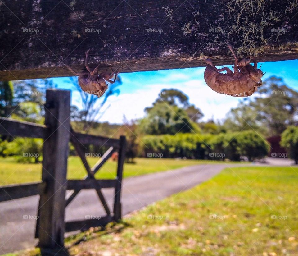Australian Summer Cicada shell