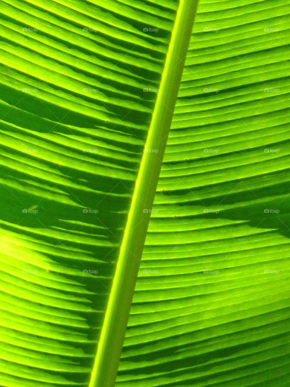 Palm tree leaf detail