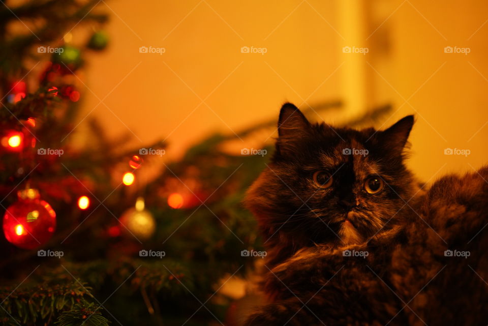 ojos gato fondo Navidad