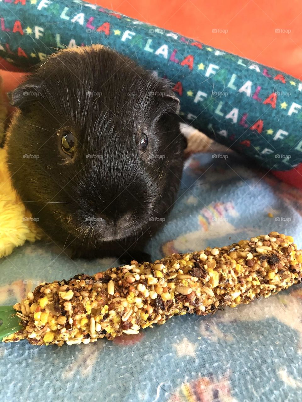 Hungry Guinea piglet Rocky , checking out the honey stick treat 🐾