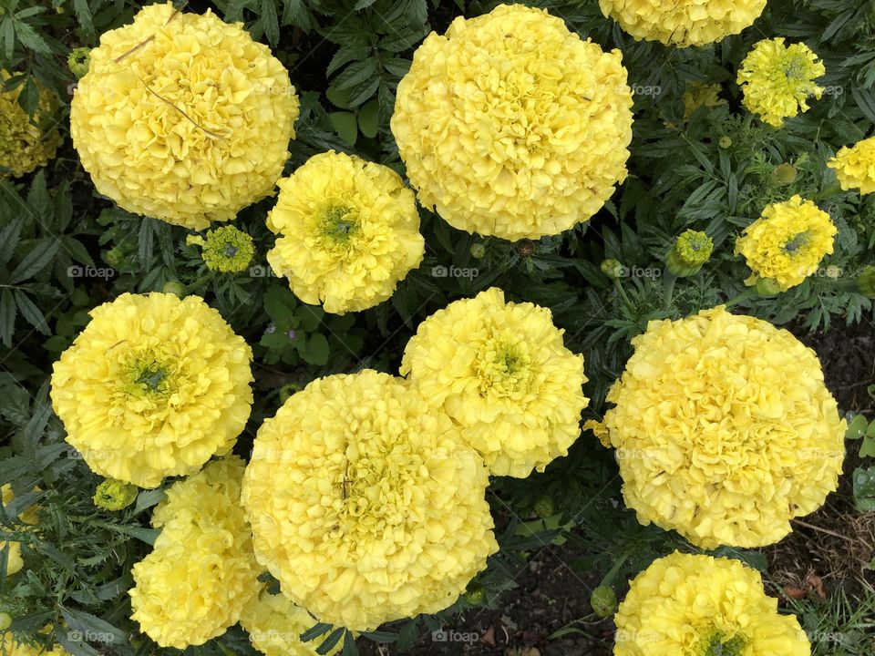 Some inspiring giant yellow marigolds found in Victoria Park, Bideford in North Devon, UK