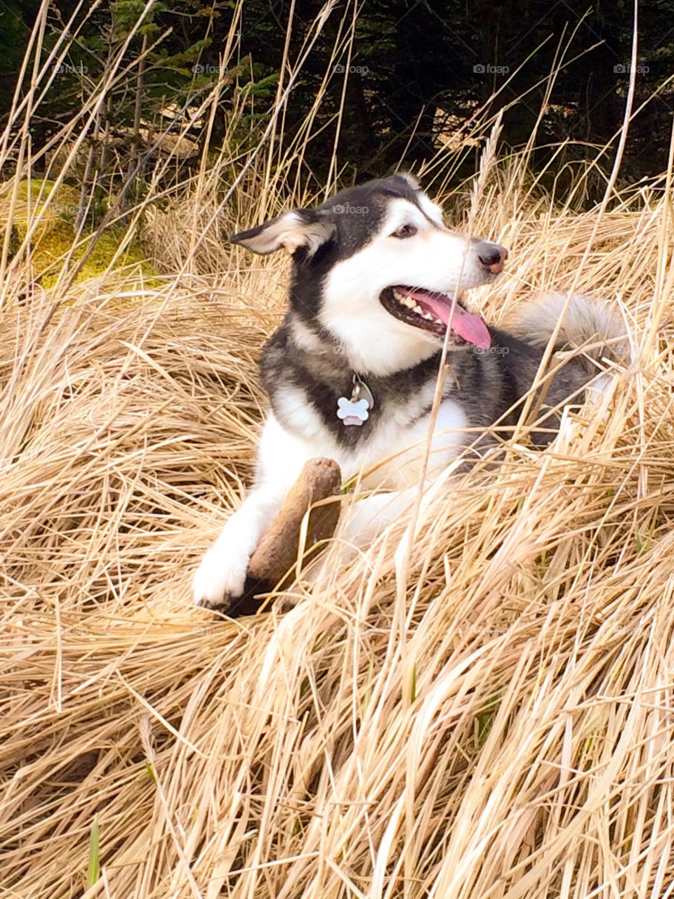 Happy Husky. Happy Husky