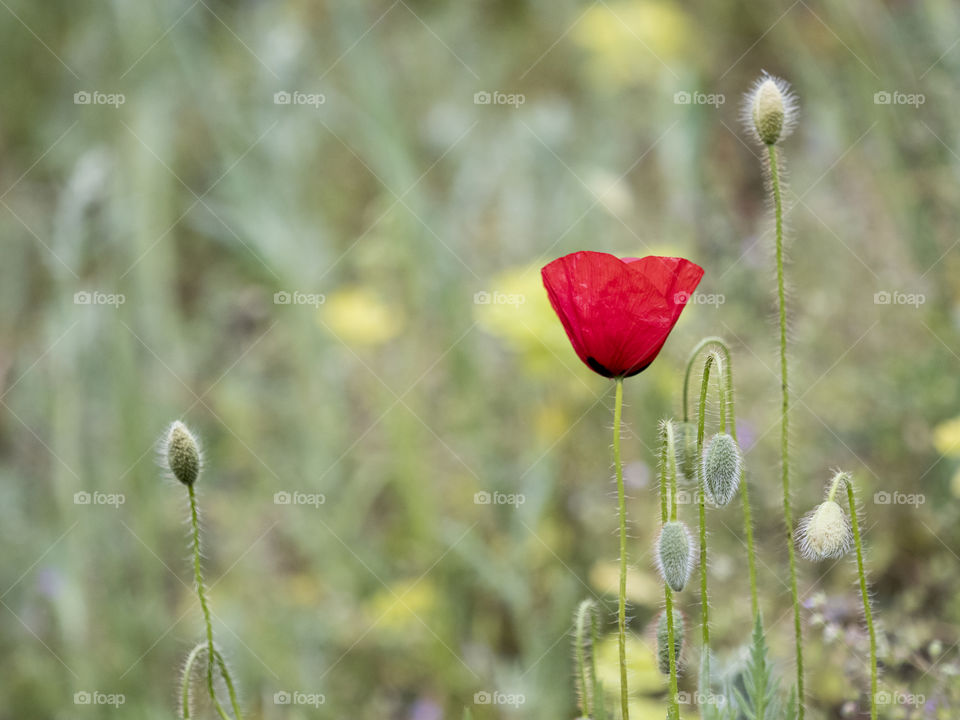 Papaver rhoeas
Amapola 
Poppy