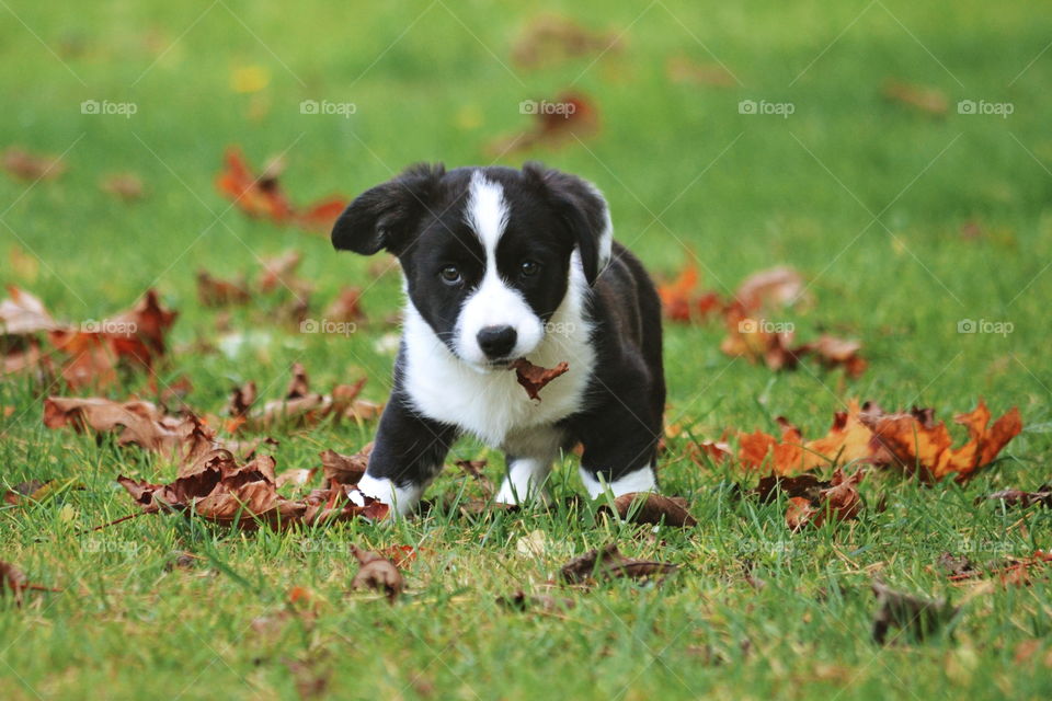 Grass, Animal, Cute, Mammal, Hayfield