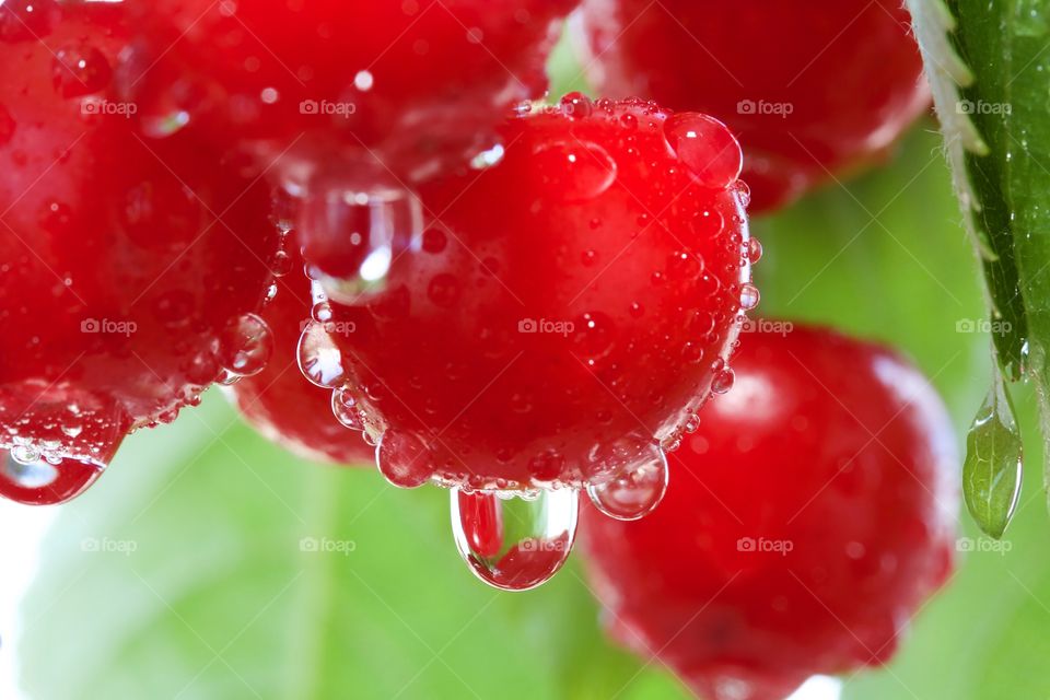 Red cherries in rain