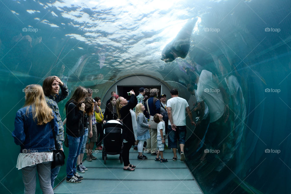 The polar bears in Copenhagen Zoo Denmark.