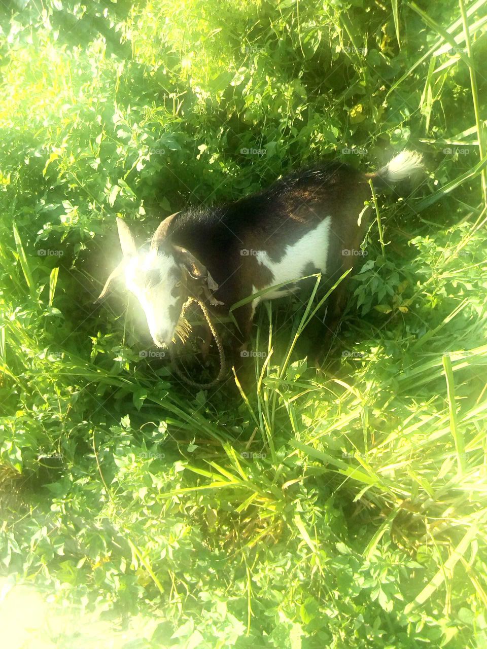 Mr goat went out on a journey to eat some grass while Mr goat was eating he see this wonderful lady coming down the street an she had a phone in her hand an she takes Mr goat picture.