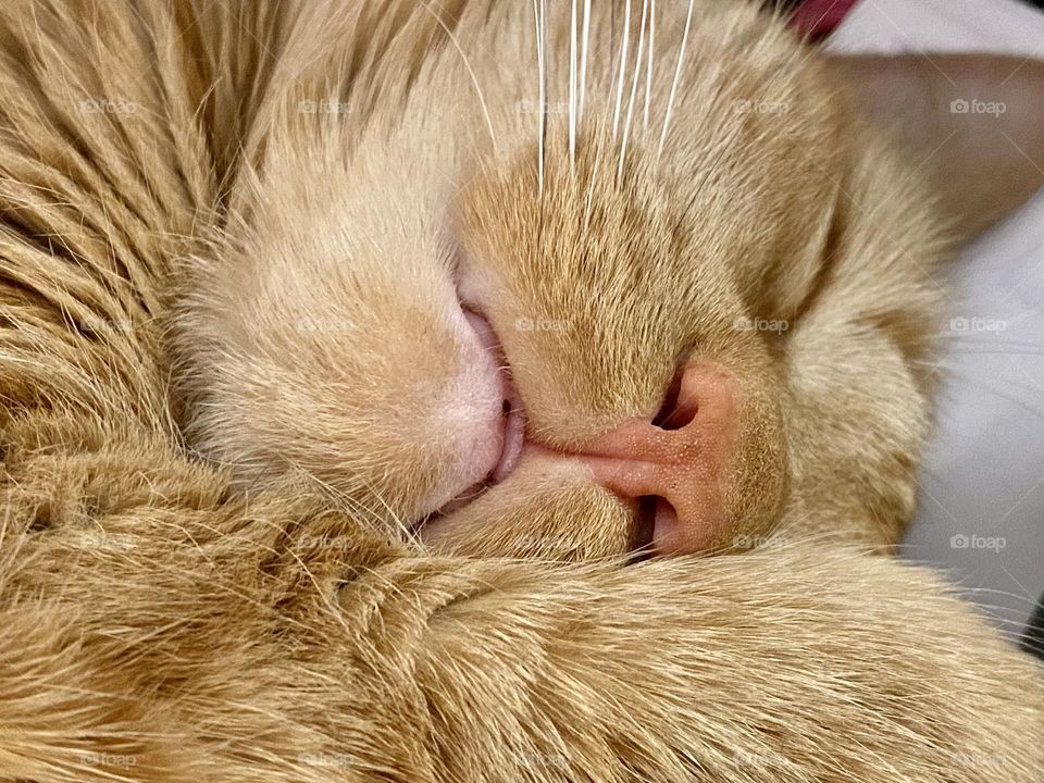 Close up of a sleeping tabby cat with the tip of her tongue sticking out