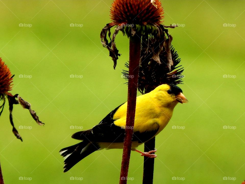 Beautiful yellow and black bird