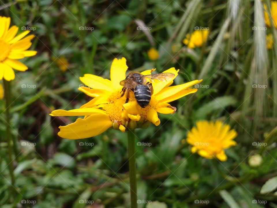 Bee on daisy flower