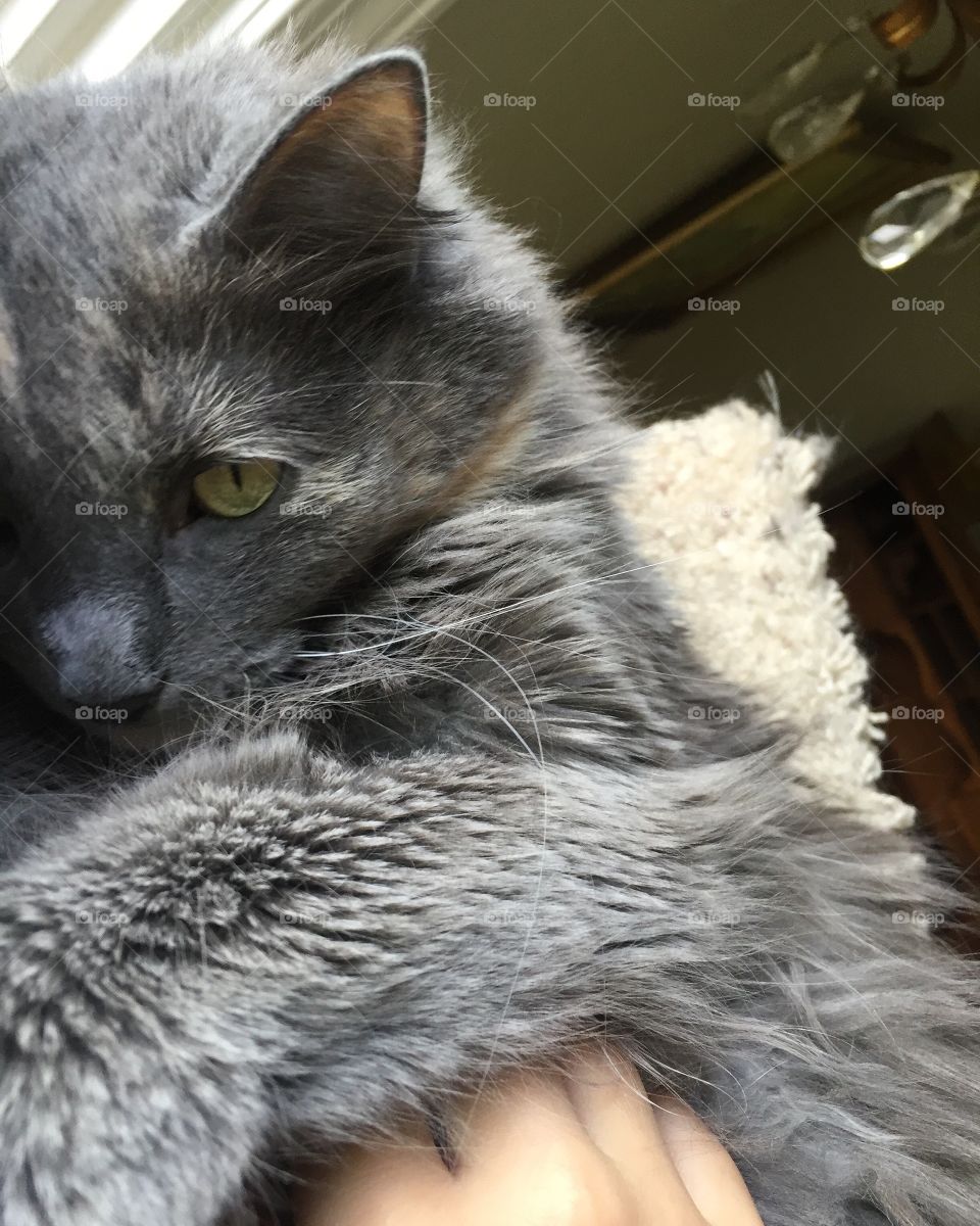 Cat, Animal, Mammal, Fur, Portrait