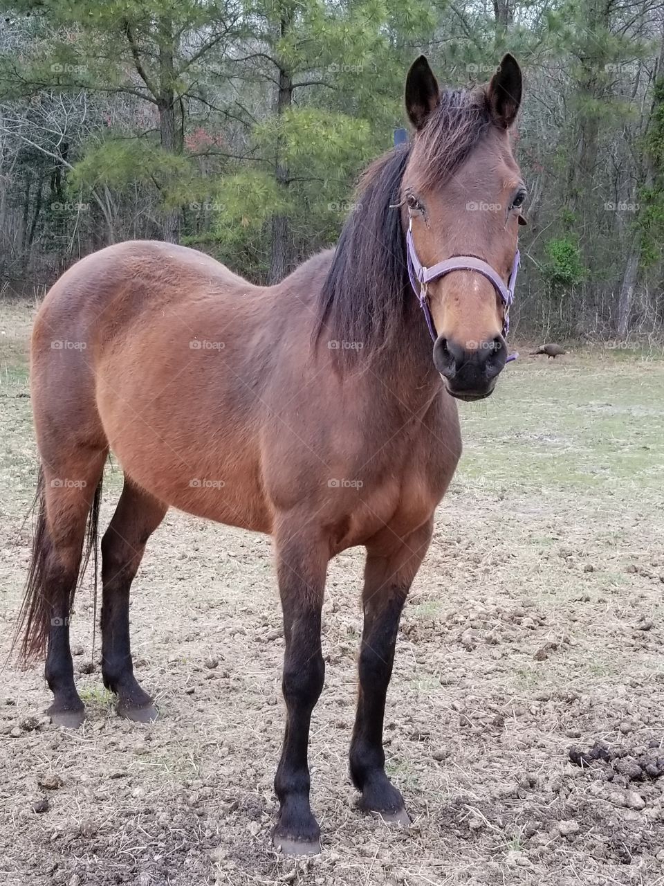 Bay mare with a turkey in the background