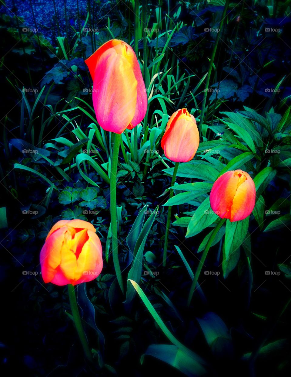 Close-up of tulip flowers