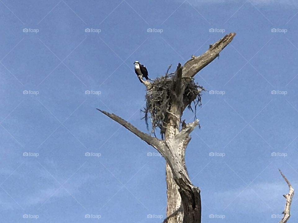 Osprey Nest Scout