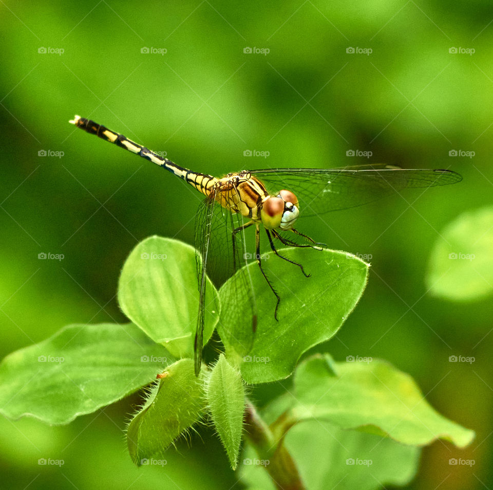 Dragon  - backyard garden