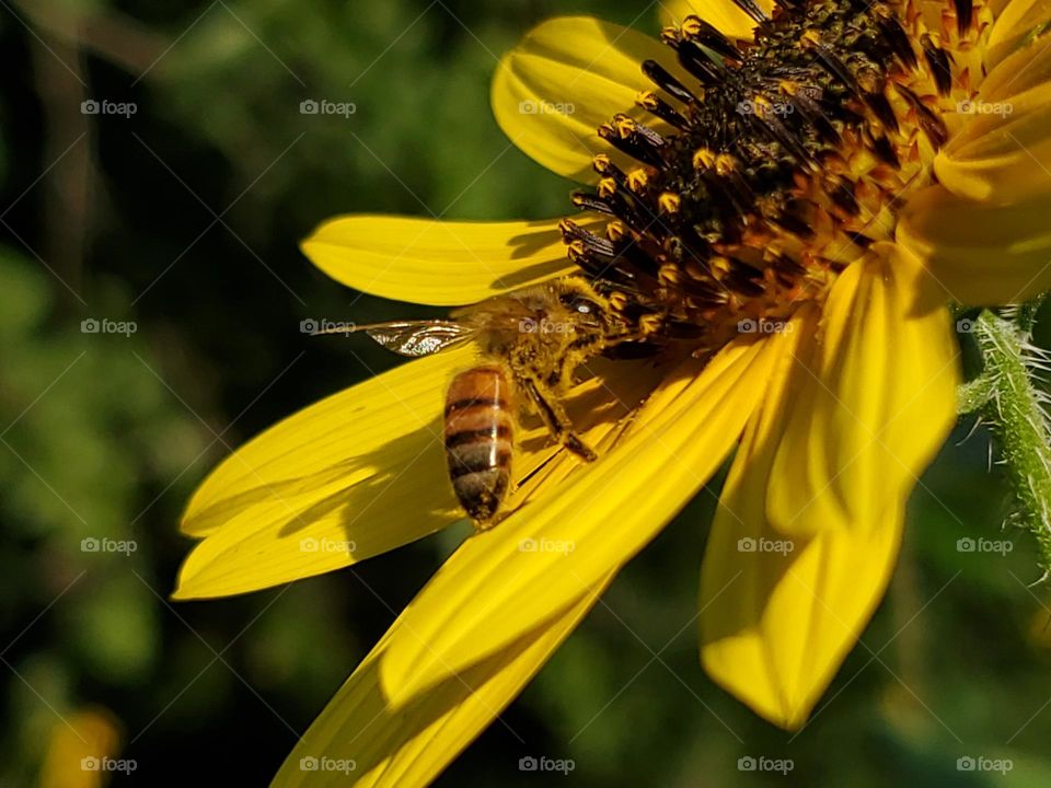 A western honeybee pollinating a wild North American sunflower.