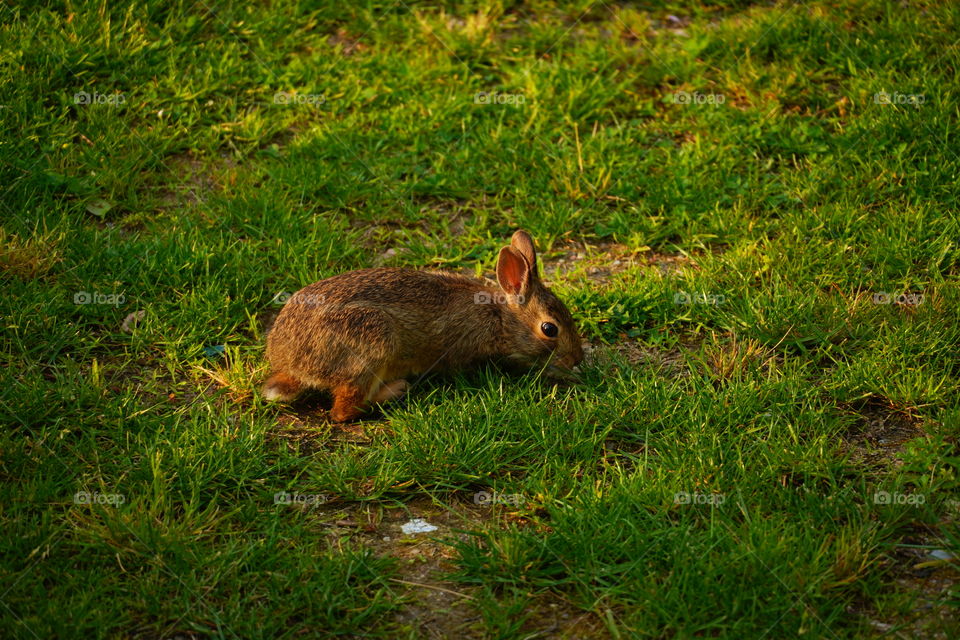 Rabbit on the grass 