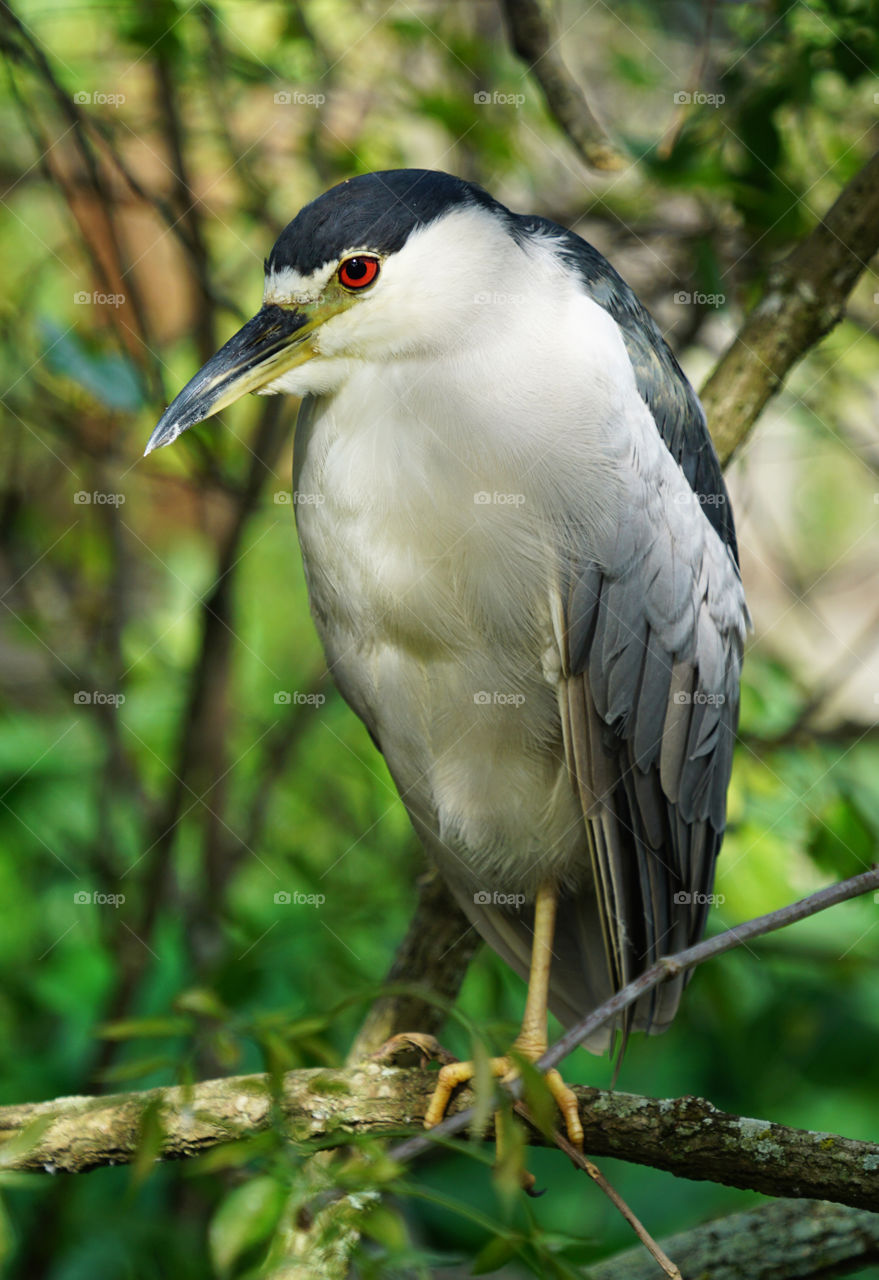 Black crowned night heron