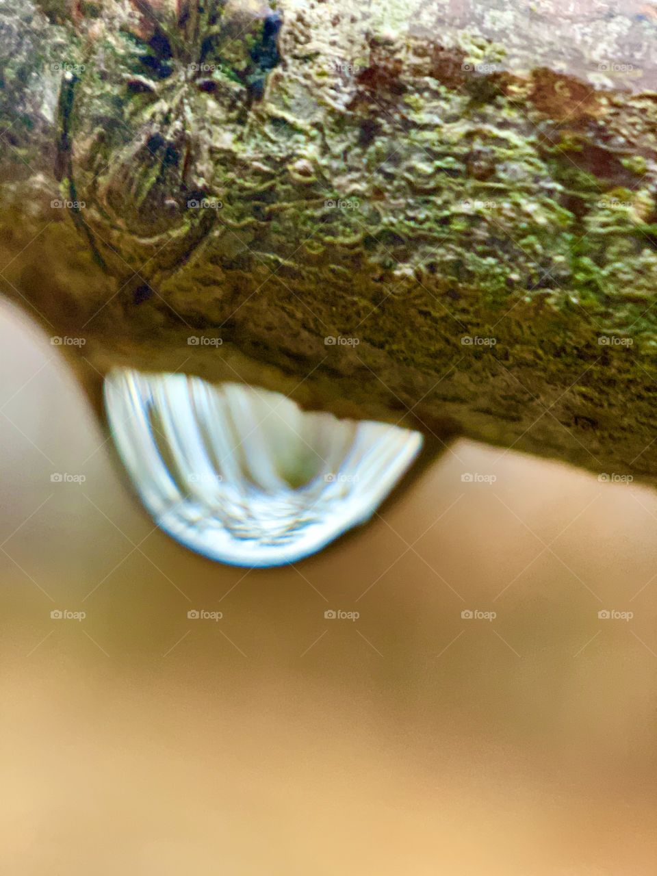 Raindrop on bottom of tree branch on a rainy day