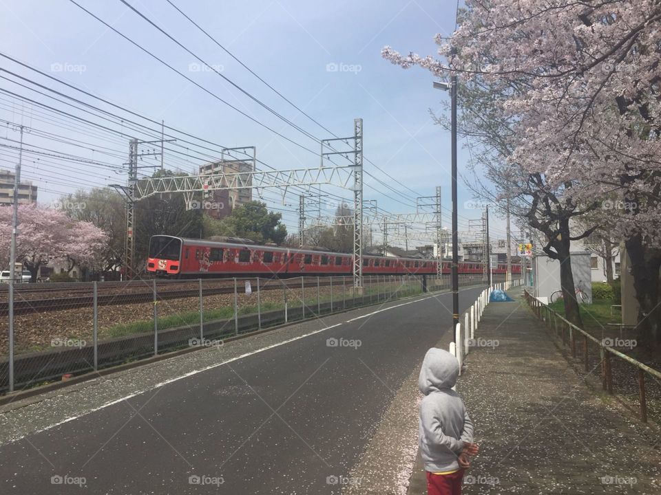 sakura