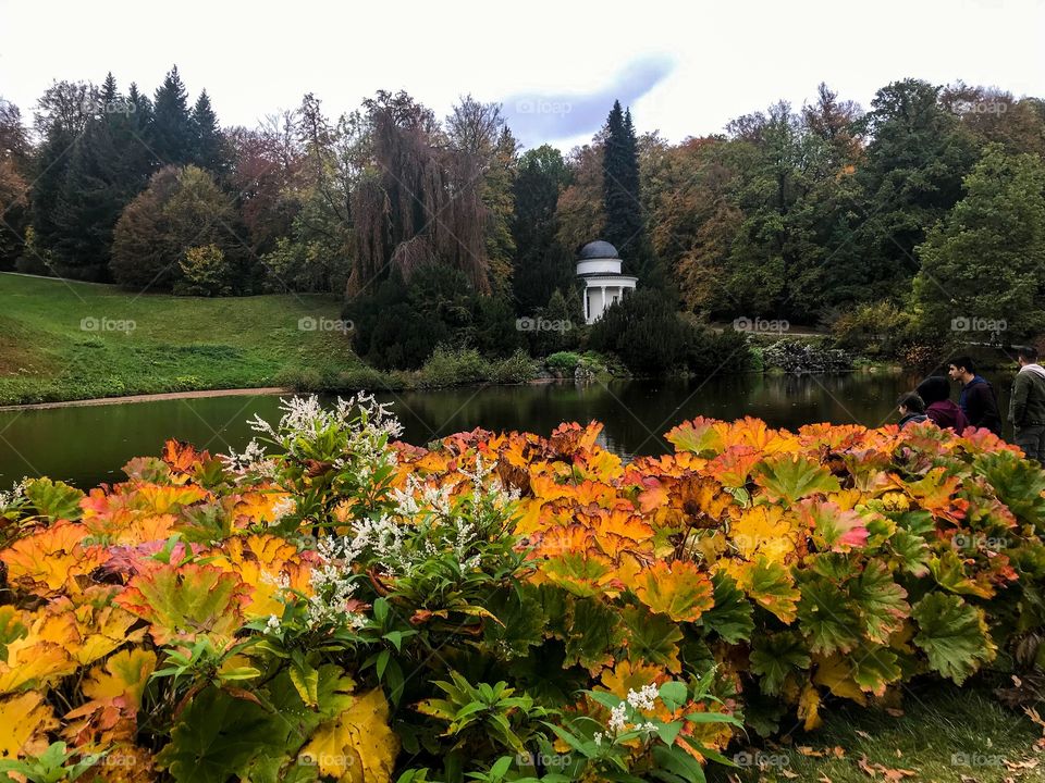 In the chilly autumn,the large leaves growing on the  lake side have turned yellow and red,mixed with small white flowers and remaining green leaves.Other side of the lake also many trees and a small white house. wonderful landscape