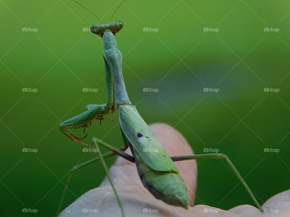 PRAYING MANTIS - Mantises are distributed worldwide in temperate and tropical habitats. They have triangular heads with bulging eyes supported on flexible necks. 