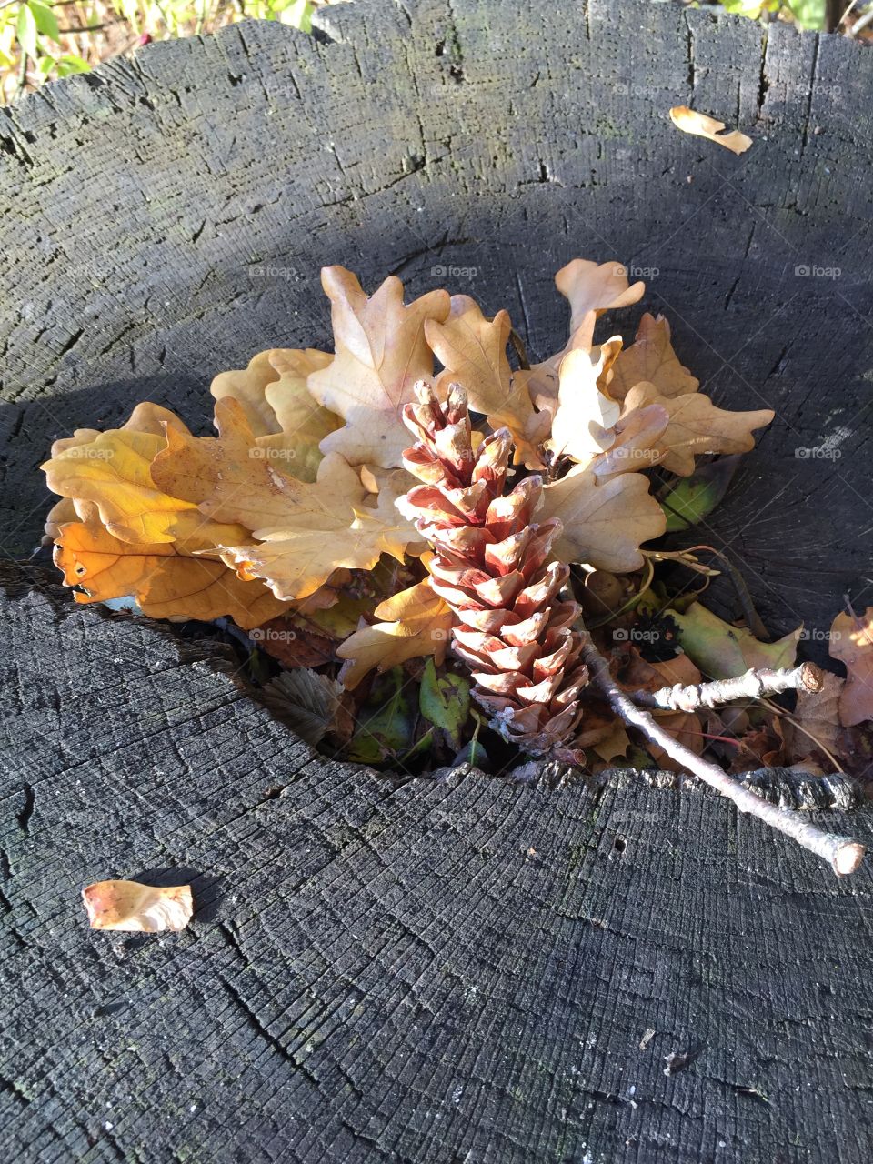 autumn still life on the stump 