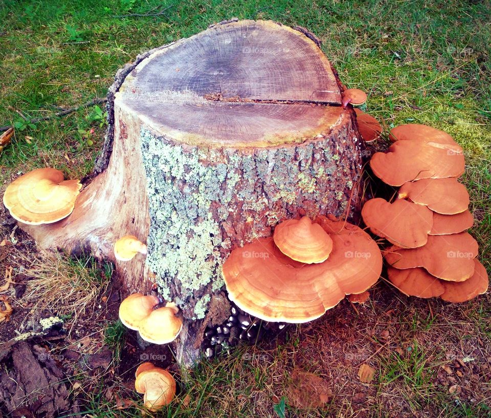 Intricately Stacked Mushrooms On A Stump