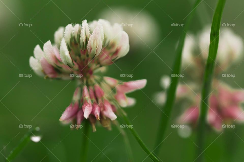 Macro shot of clover flower