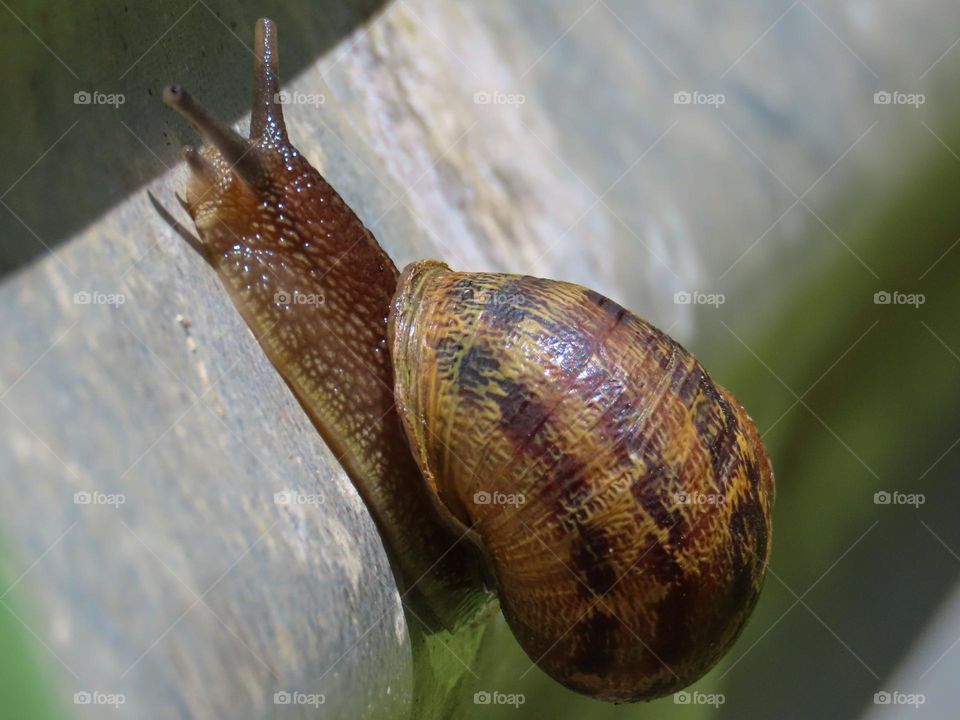 Closeup of snail in the garden