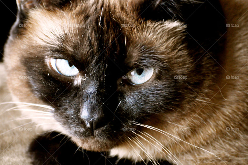 cat siamese united states face by refocusphoto