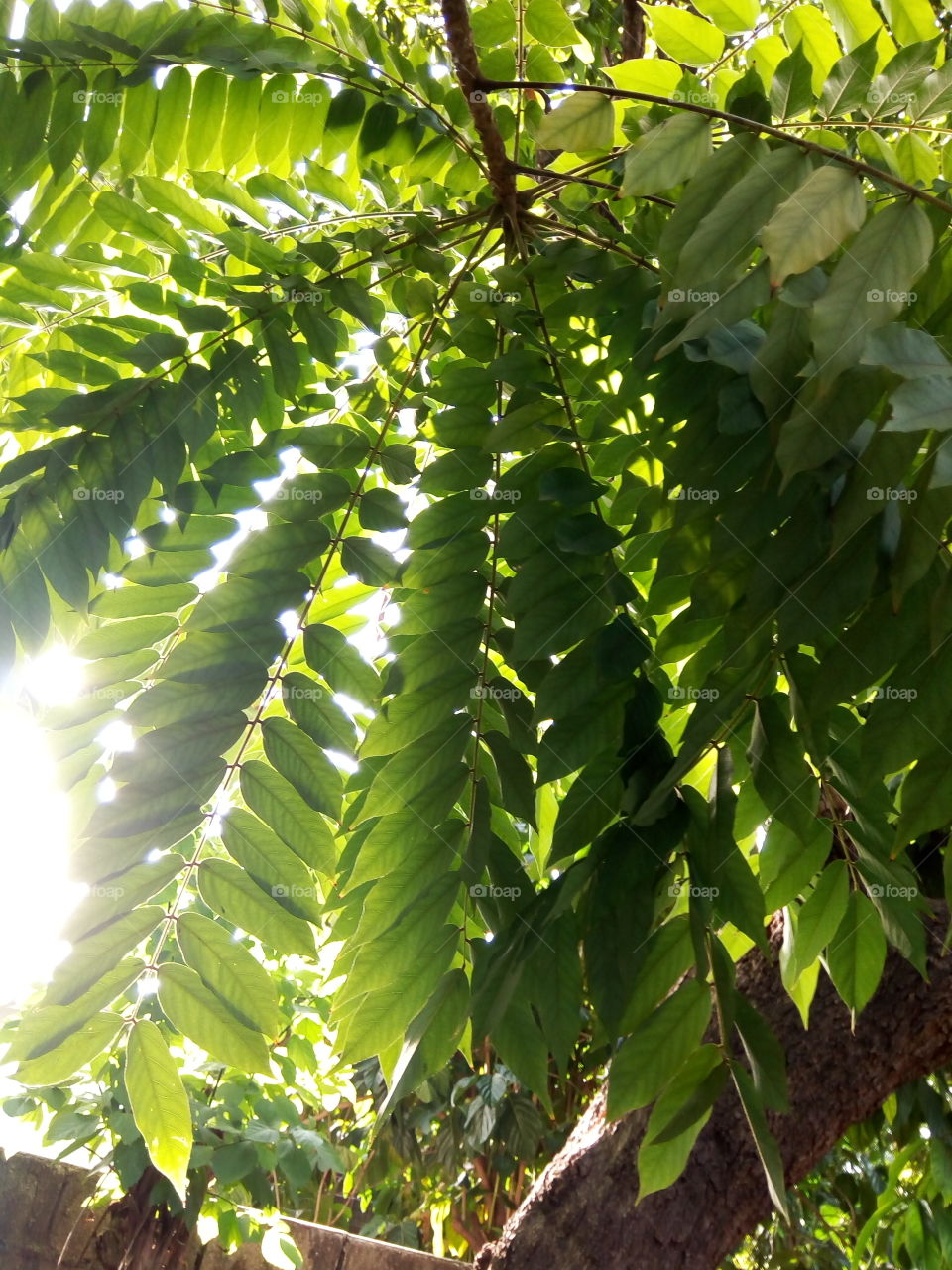 Leaf, Nature, Flora, Tree, Summer
